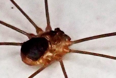 Amilenus aurantiacus